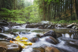 Melody Forest / ***