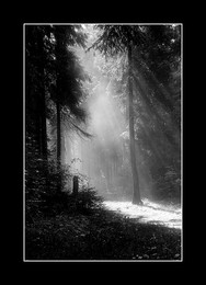 Morning in the forest / ***