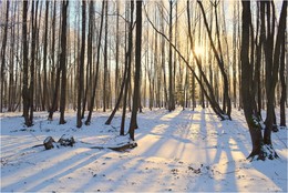 Winter Sun / ***