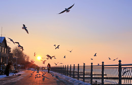Birds / ***