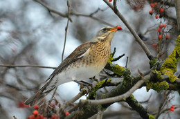 Thrush Fieldfare / ***