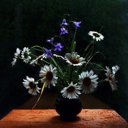 Gänseblümchen / ***