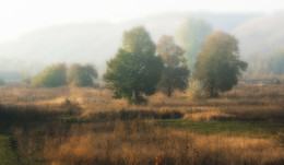 Foggy morning / ***