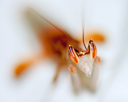 humenopus koronatus / humenopus koronatus
