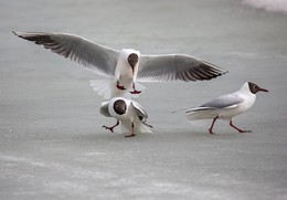 Landing / ***