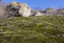 ***MOSS / ***