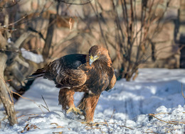 Golden eagle / ***