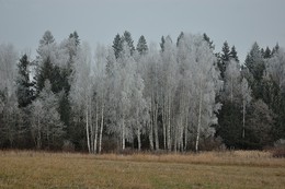 Birches / ***