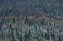 winters in the forest / ***