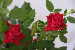 Roses / ***