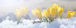 Spring mood ... / ***