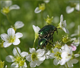 Nachdem im Frühjahr / ***