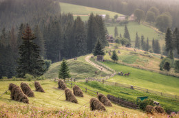 Country Life / ***