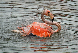 Wasserbehandlungen / ***