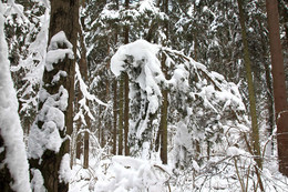 After snowfall / ***