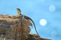 On the beach / ***