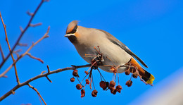 Waxwing. / ***