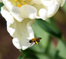Spring chores / ***