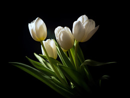 Tulips / ***