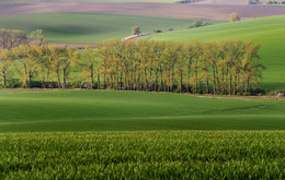 Country Life / ***
