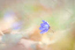  / einsames Leberblümchen