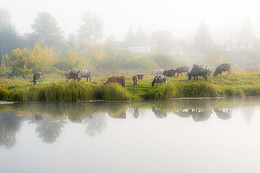 Nebliger Morgen / ***