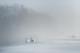 Swans / ***