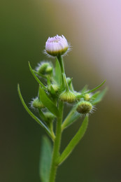 / Nikon D5500 Helios 44M-2