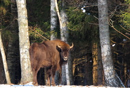 Pashkevich68 / Pashkevich68