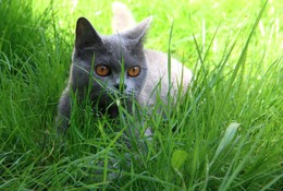 The ambush / ***