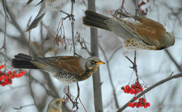 Thrushes / ***