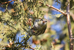 siskin / ***