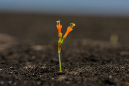 Blume in der Wüste / ***