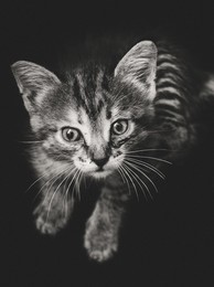 kote / ***