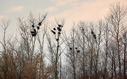 The Rooks Have Arrived / ***