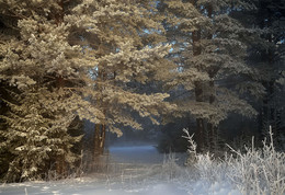 Winterwald / ***