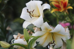 Lilii / ***