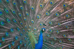 Pfau / Pfau