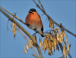 Bullfinch / ***