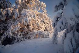in the winter forest / ***