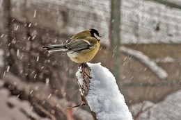 und der Schnee geht ... / ***