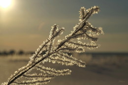 Rime. / ***