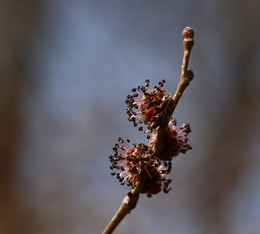 Spring. / ***