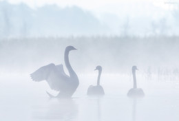 Early morning / ***