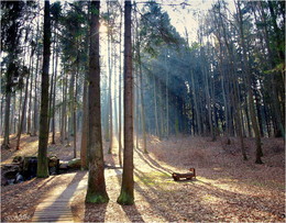Spring light / ***