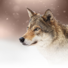 She-Wolf / ***