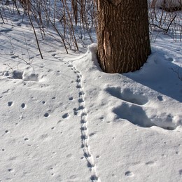 Footprints in the snow. / ***