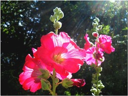 in der Sonne / ***
