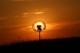 in the sun / ***
