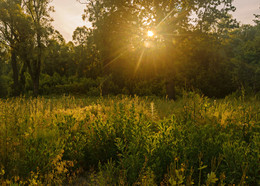 in the sun / ***